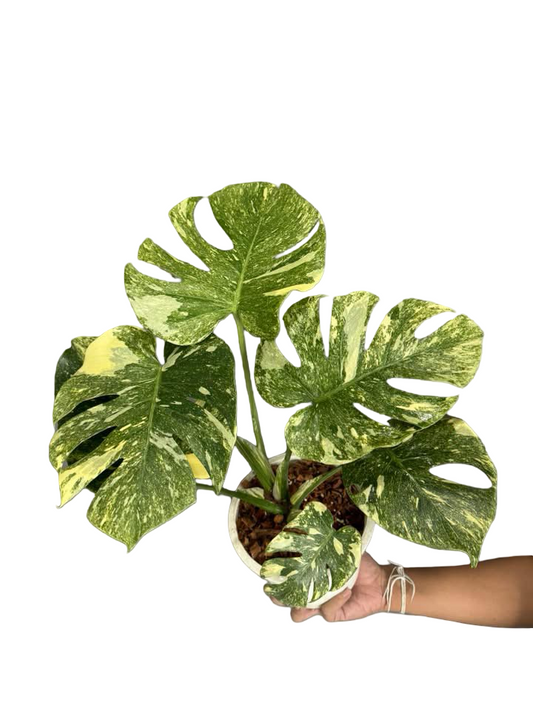 Monstera deliciosa ‘Legacy’ Variegated