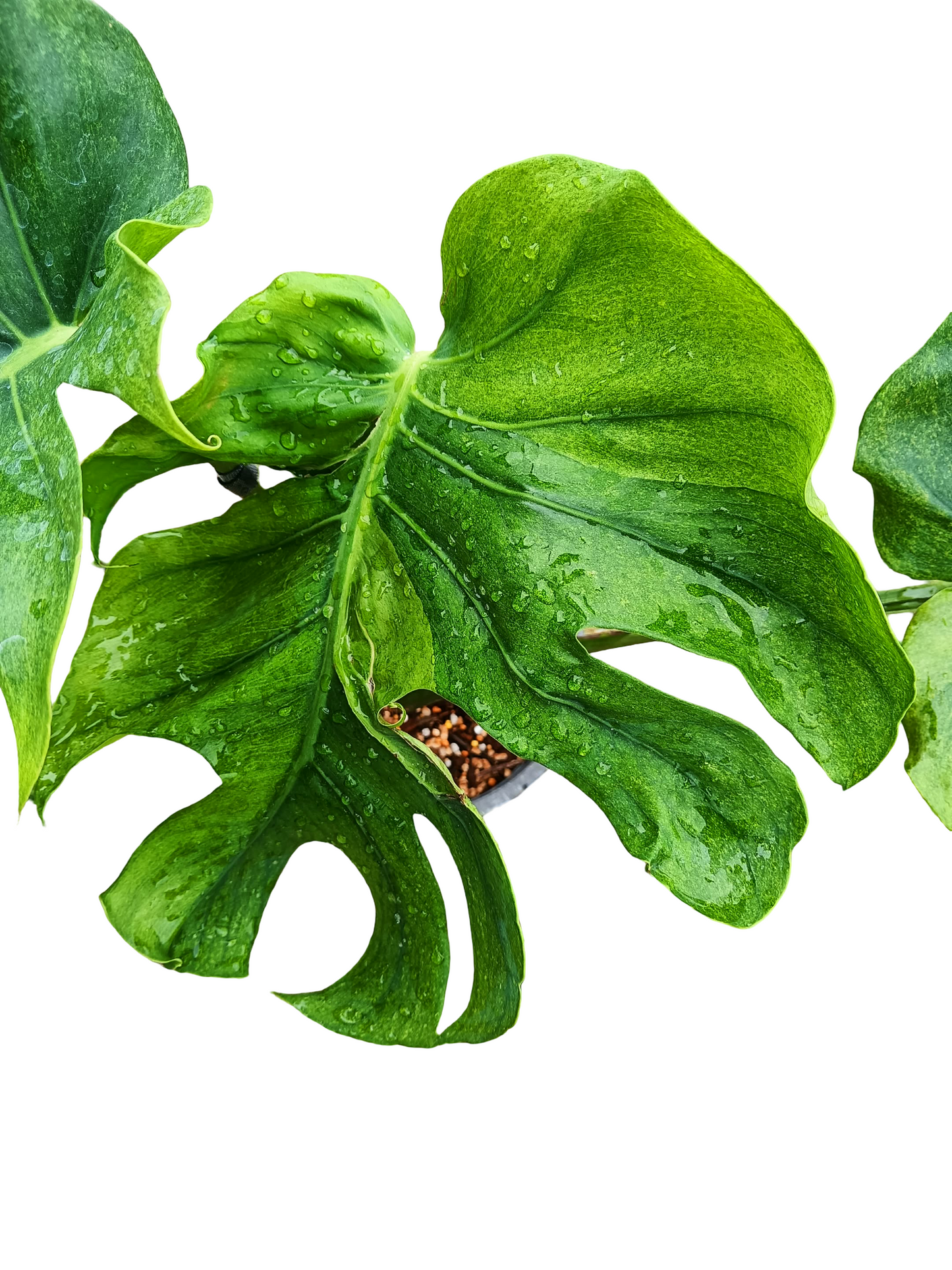 Monstera deliciosa ‘NOID’ – Rare Variegated Form (Actual Plant)