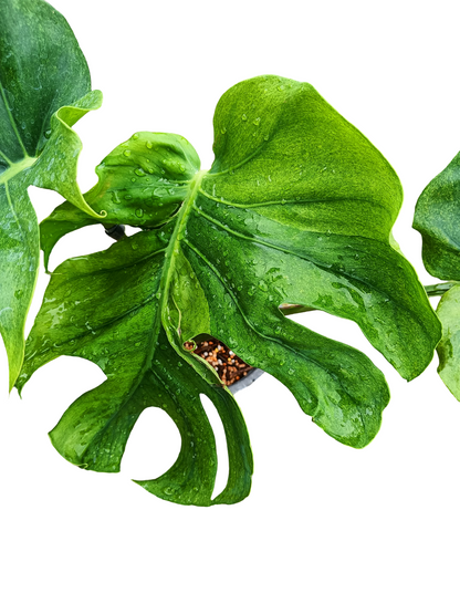 Monstera deliciosa ‘NOID’ – Rare Variegated Form (Actual Plant)