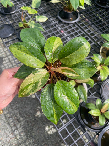 Philodendron Congo Dwarf Variegated