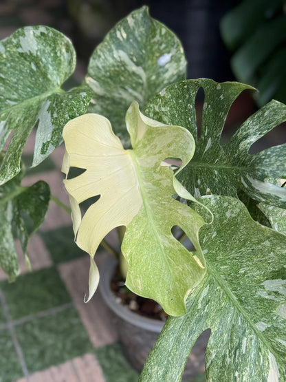 Monstera Thai Constellation “Platinum ” Mutation – (Actual Plant)