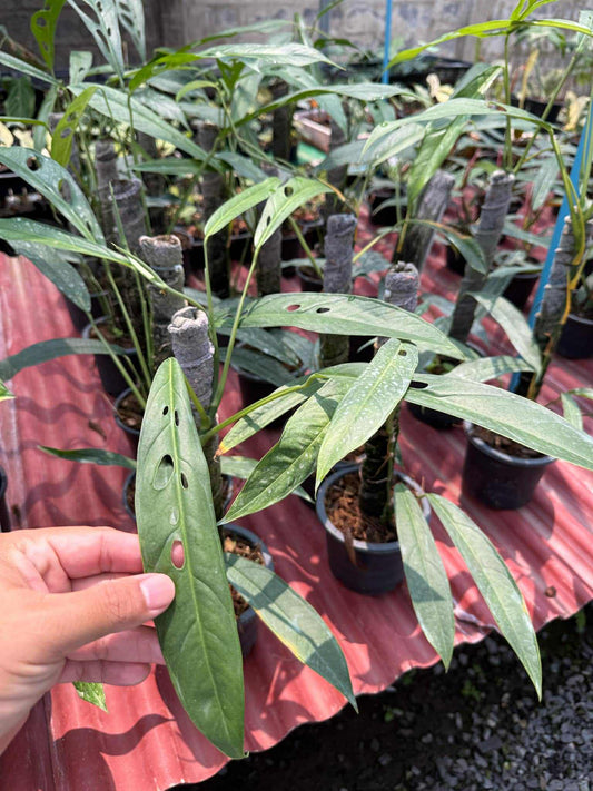 Monstera Obliqua “Yasuni” #1 Set of 5 Plants 