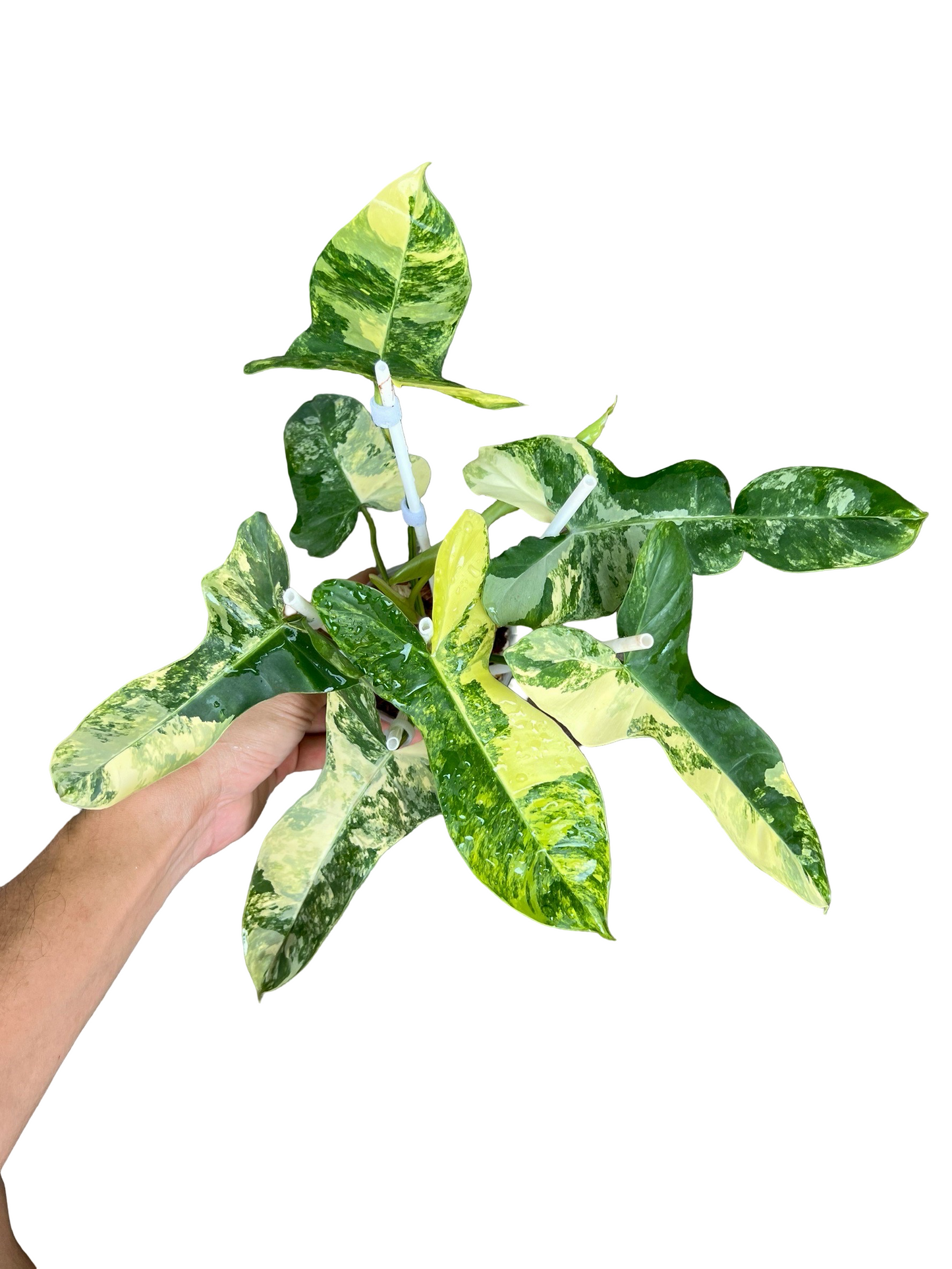 Philodendron Florida Beauty × Billietiae Variegated | Set of 3 Plants