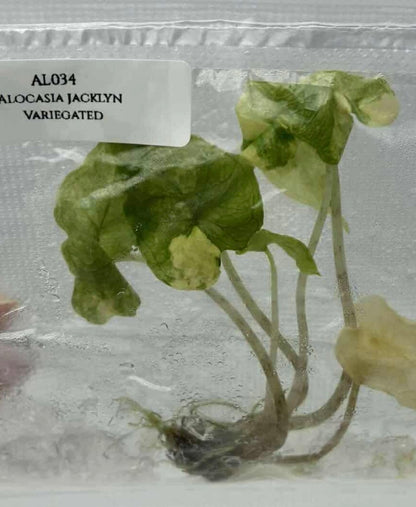(Alocasia Jacklyn Variegated – Plant Tissue Culture (Wholesale)