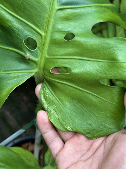 Monstera Deliciosa (Green on Green) NOID – Actual Plant