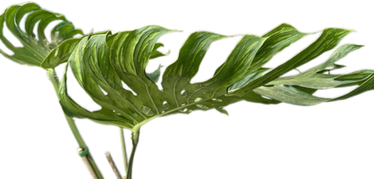 Monstera deliciosa ‘Tattoo ’ – Rare Collector’s Plant (Big Mature Size)