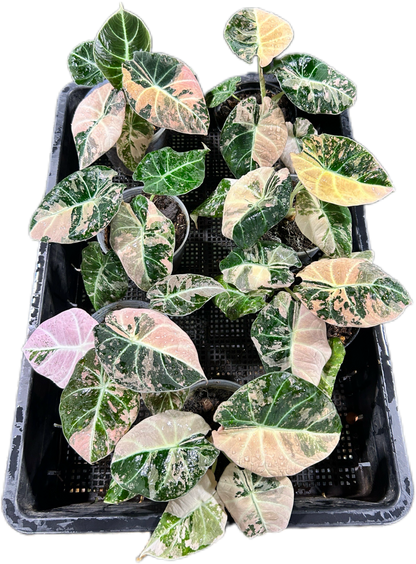 Alocasia 'Pink Velvet' (Black Velvet Pink Variegated)