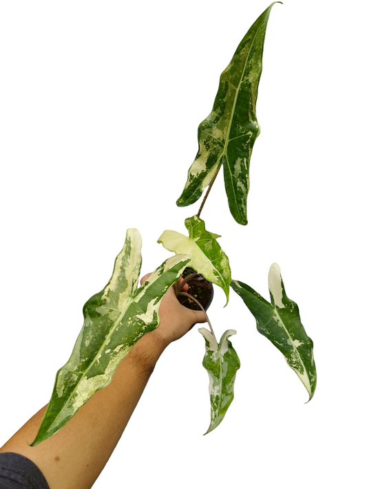 Alocasia Sarian Albo Variegated
