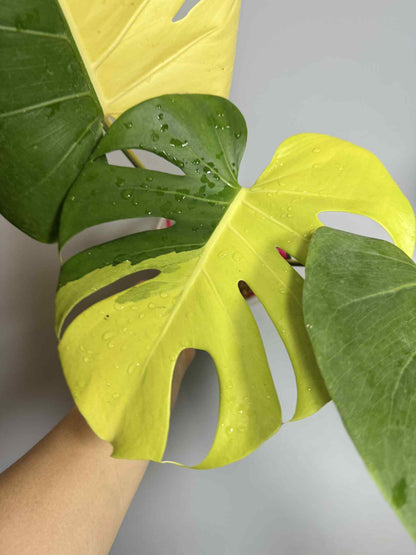 Monstera Deliciosa “Neon” (Yellow Cheese) Variegated – Actual Plant