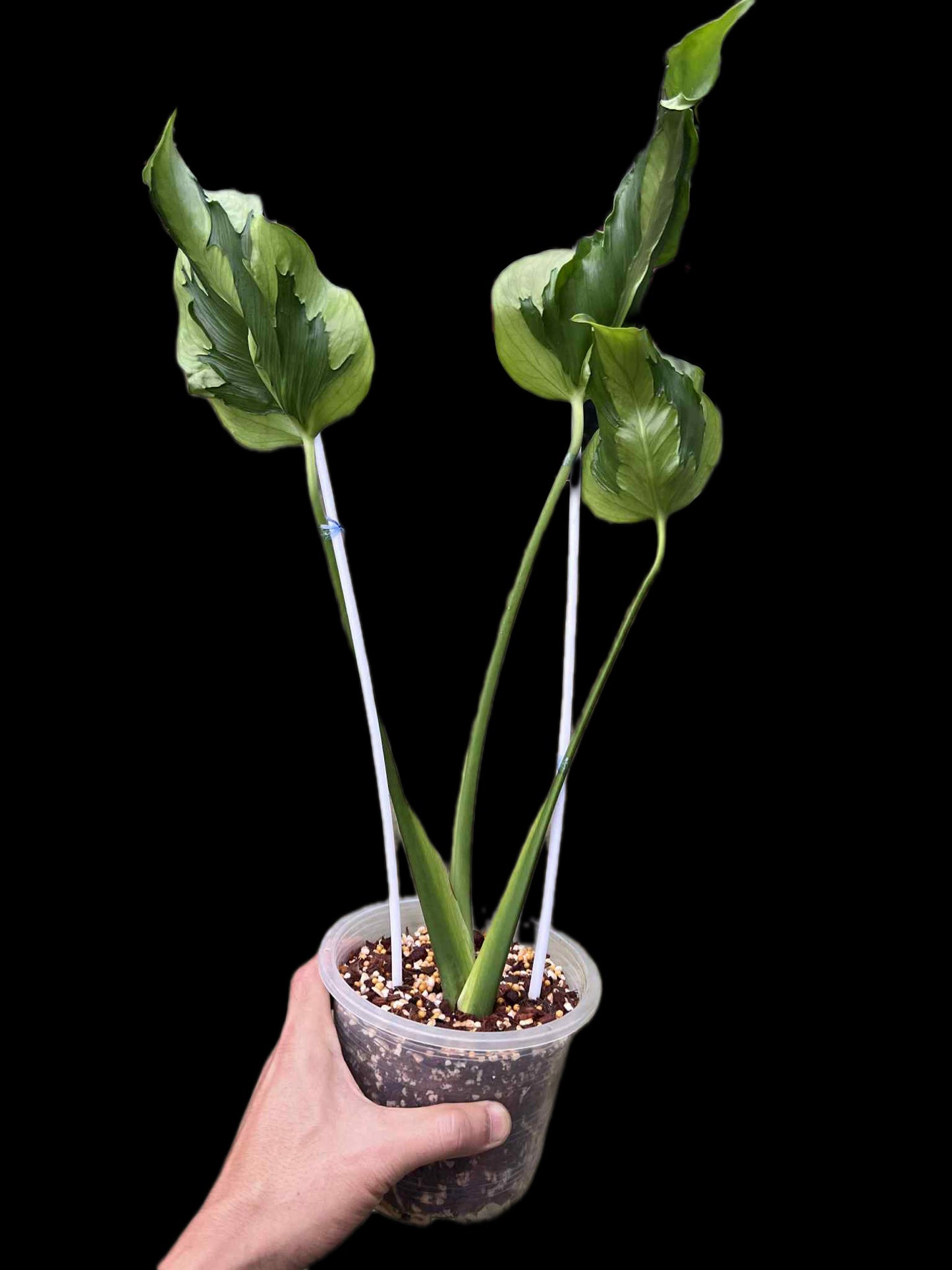 Monstera Deliciosa “Hurricane” (Rooted) — Actual Plant (Rare)