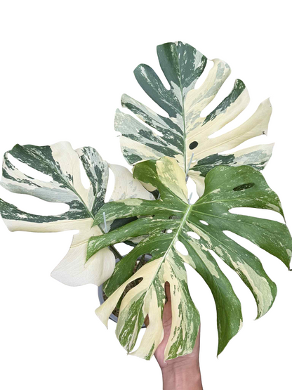 Monstera Deliciosa “Yakuza” Variegation – (Actual Plant)