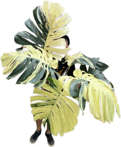 Monstera Borsigiana “Mint” Variegated – Mother Plant (Massive Actual Plant)