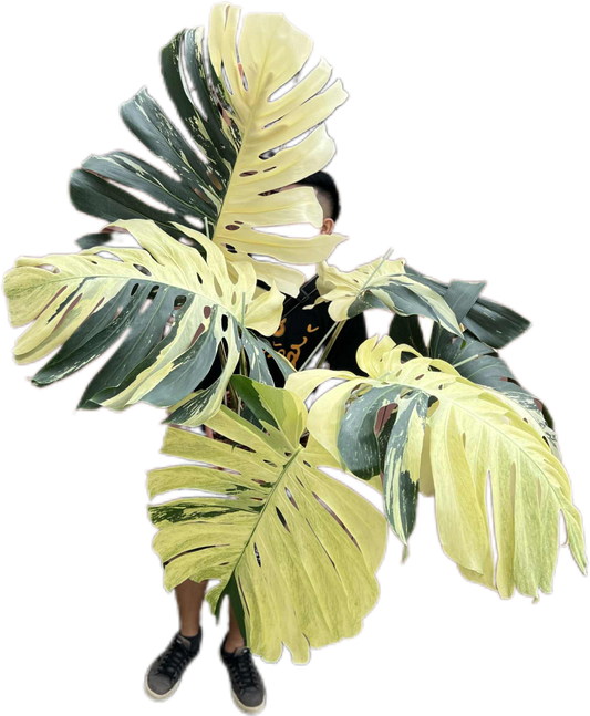 Monstera Borsigiana “Mint” Variegated – Mother Plant (Massive Actual Plant)