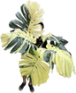 Monstera Borsigiana “Mint” Variegated – Mother Plant (Massive Actual Plant)