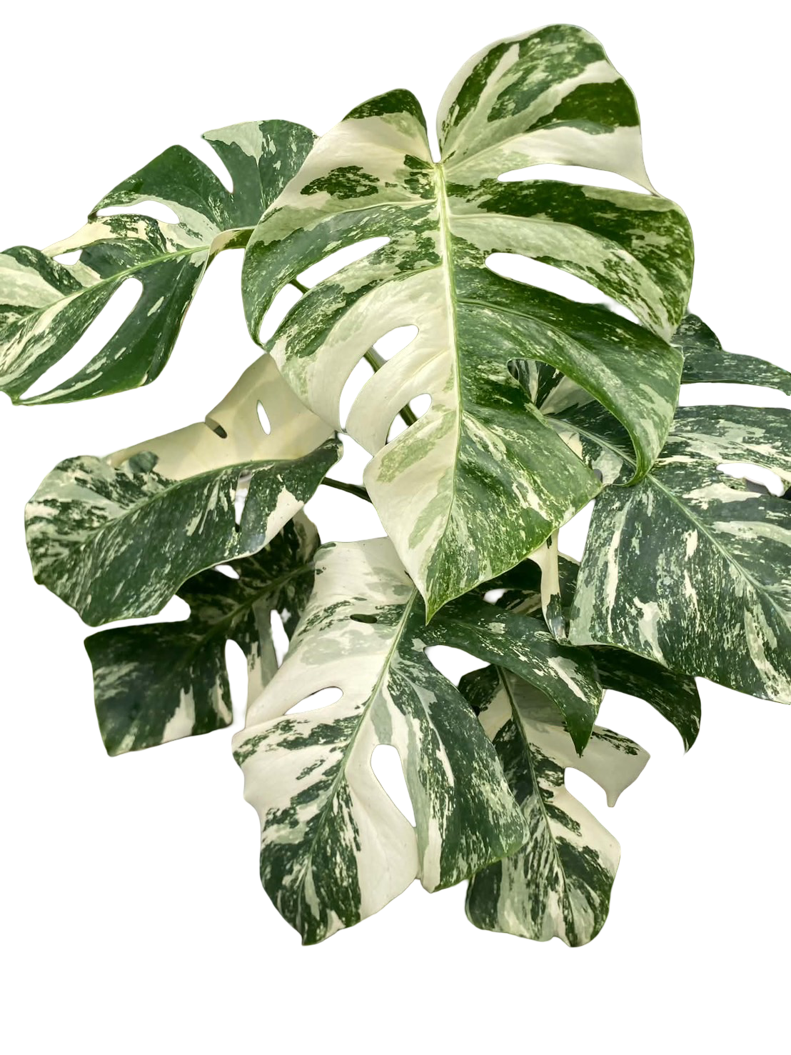 Monstera borsigiana ‘Albo Tiger’ Variegated – Set of 10 Plants