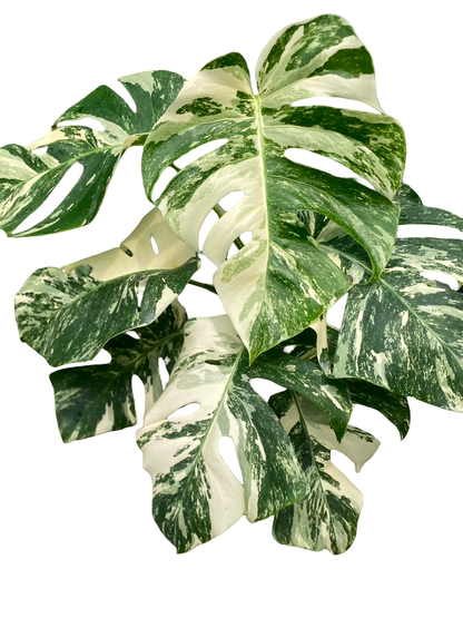 Monstera borsigiana ‘Albo Tiger’ Variegated – Set of 10 Plants