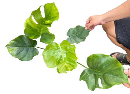 Monstera Deliciosa “NOID” - Actual Plant