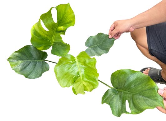 Monstera Deliciosa “NOID” - Actual Plant