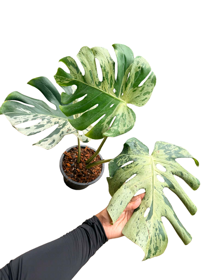 Monstera Deliciosa “Vietciosa”
