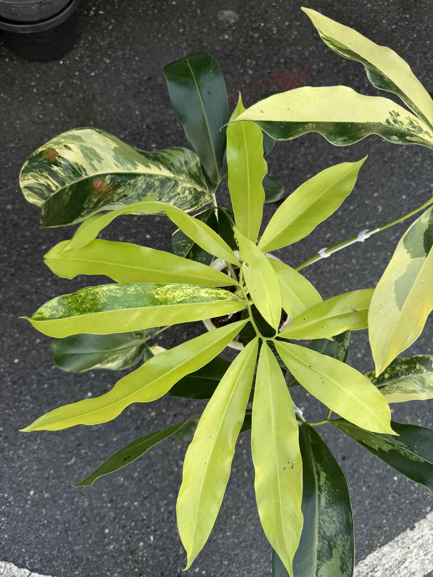Philodendron Goeldii Aurea Variegated – Actual Plant