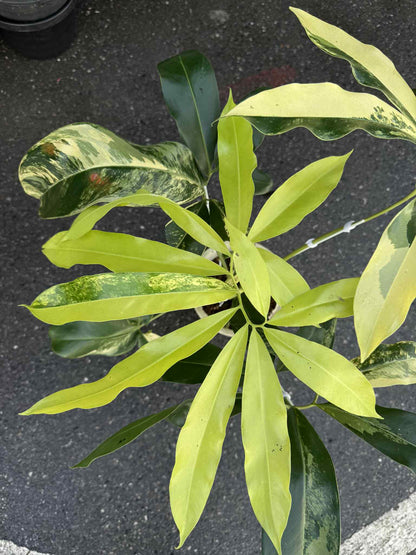 Philodendron Goeldii Aurea Variegated – Actual Plant