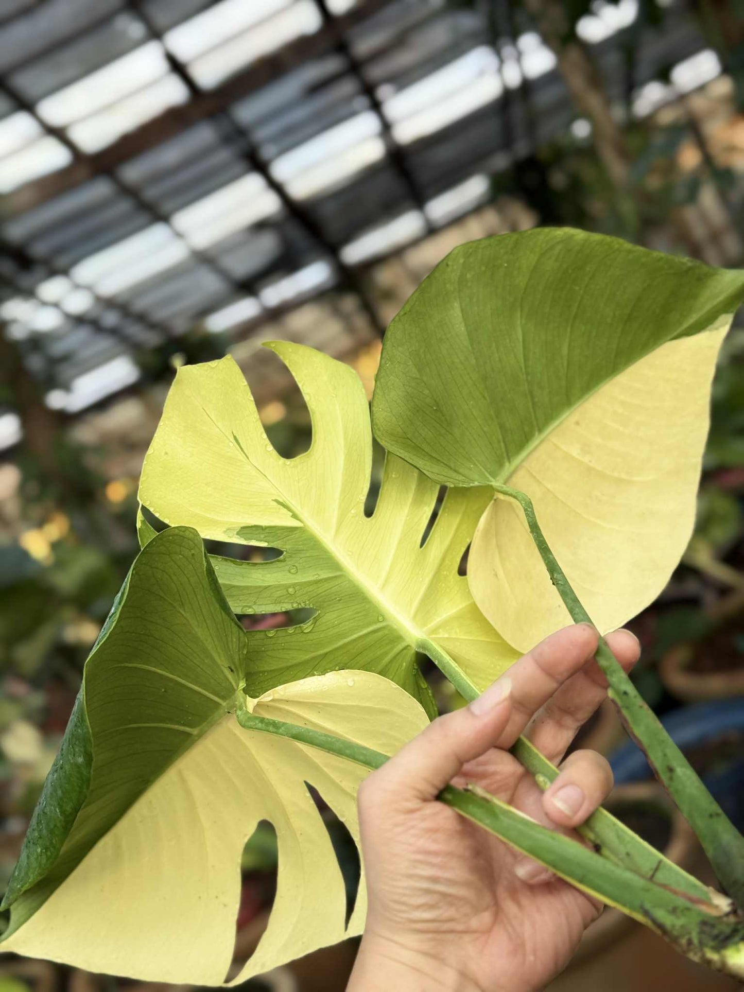 Monstera Deliciosa “Neon” (Yellow Cheese) Variegated – Actual Plant