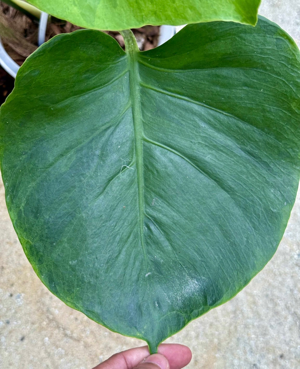 Monstera Deliciosa “NOID” - Actual Plant