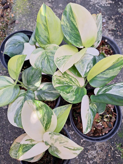 Scindapsus Rubicon Variegated
 – Set of 3 Plants