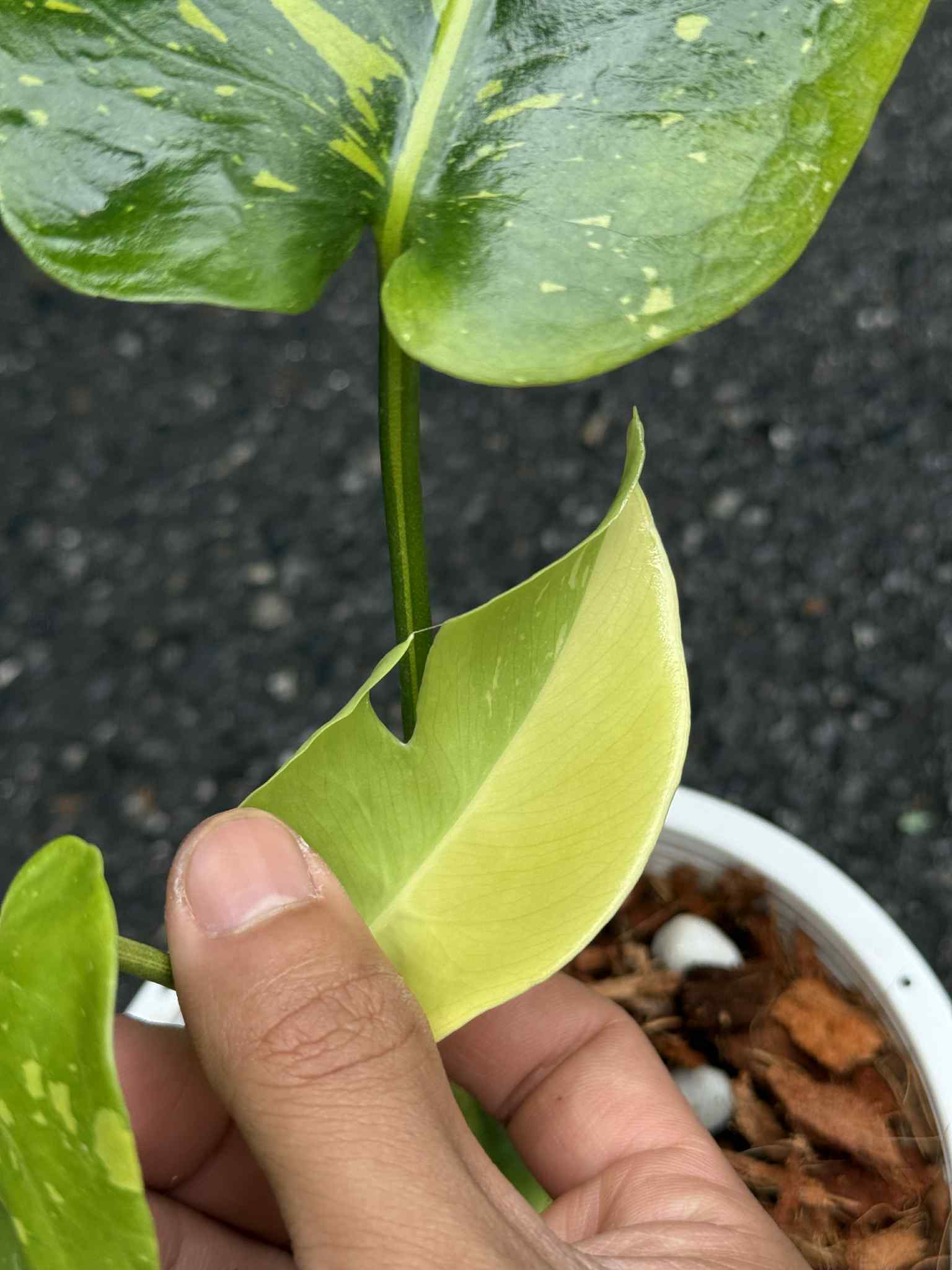 Monstera Deliciosa “Thong Kee Ma” Variegated- Rare Actual Plant