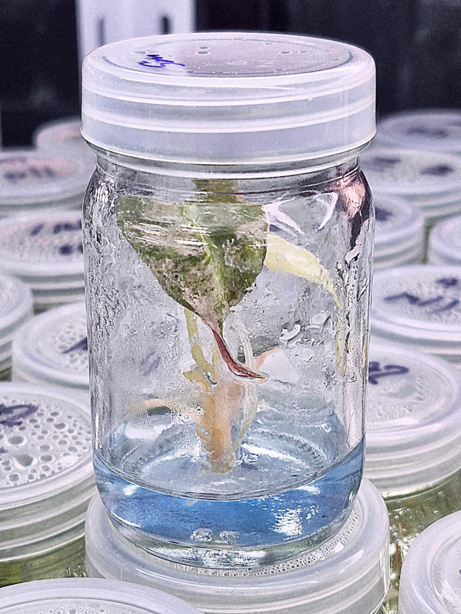 Alocasia Sanderiana Pink Albo Variegated – Tissue Culture Wholesale