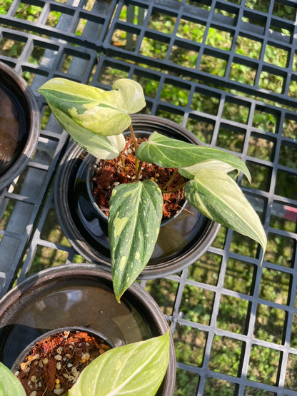 Philodendron Gloriosum Variegated Set of 10 plants SMALL SIZE