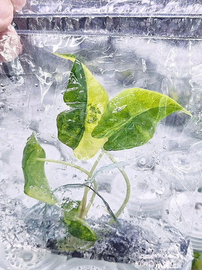 Alocasia Sanderiana Aurea Variegated – Tissue Culture Wholesale