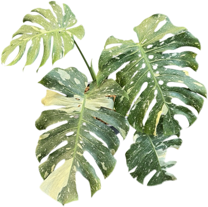 Monstera deliciosa “No ID” Splash Variegated – Exact Rare Collector’s Plant