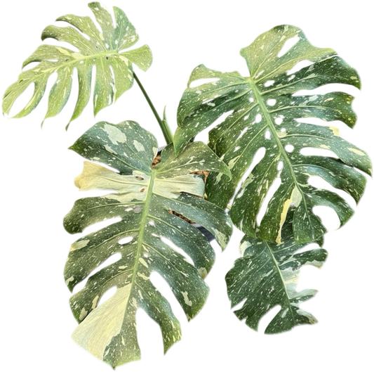 Monstera deliciosa “No ID” Splash Variegated – Exact Rare Collector’s Plant