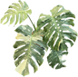 Monstera deliciosa “No ID” Splash Variegated – Exact Rare Collector’s Plant