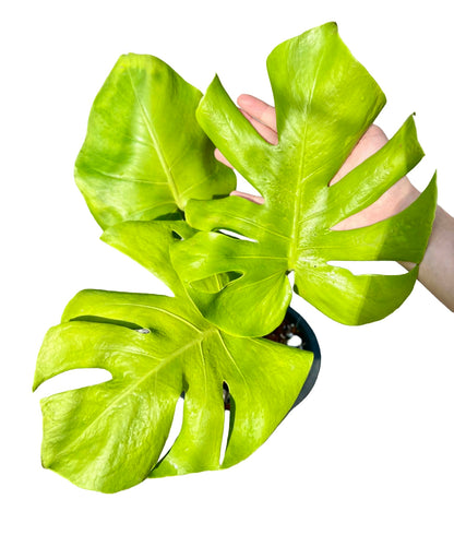 Monstera Deliciosa “Banana” Variegated