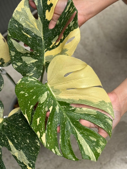Monstera Deliciosa “Ivory” 