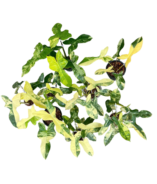 Philodendron Florida Beauty × Billietiae Variegated | Set of 3 Plants