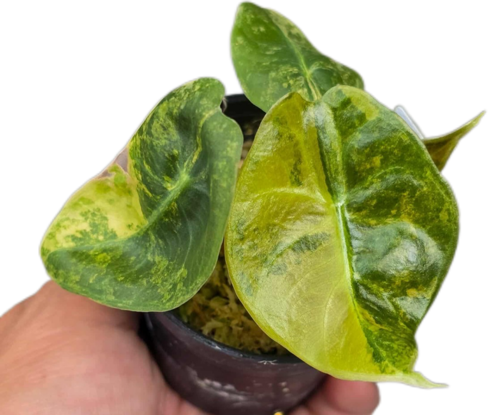 Buy Alocasia Sedenii Aurea Variegated | Thailand Export
