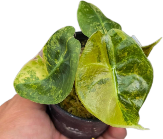 Alocasia Sedenii Aurea Variegated