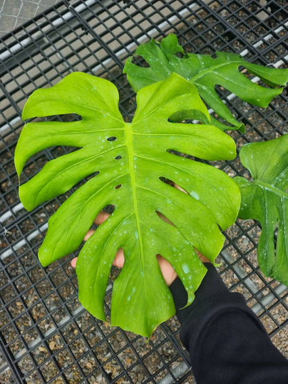 Monstera Deliciosa “NOID” - Actual Plant