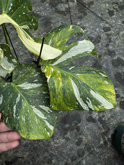 Monstera deliciosa ‘Yoda’ – Rare Variegated (Actual Plant)
