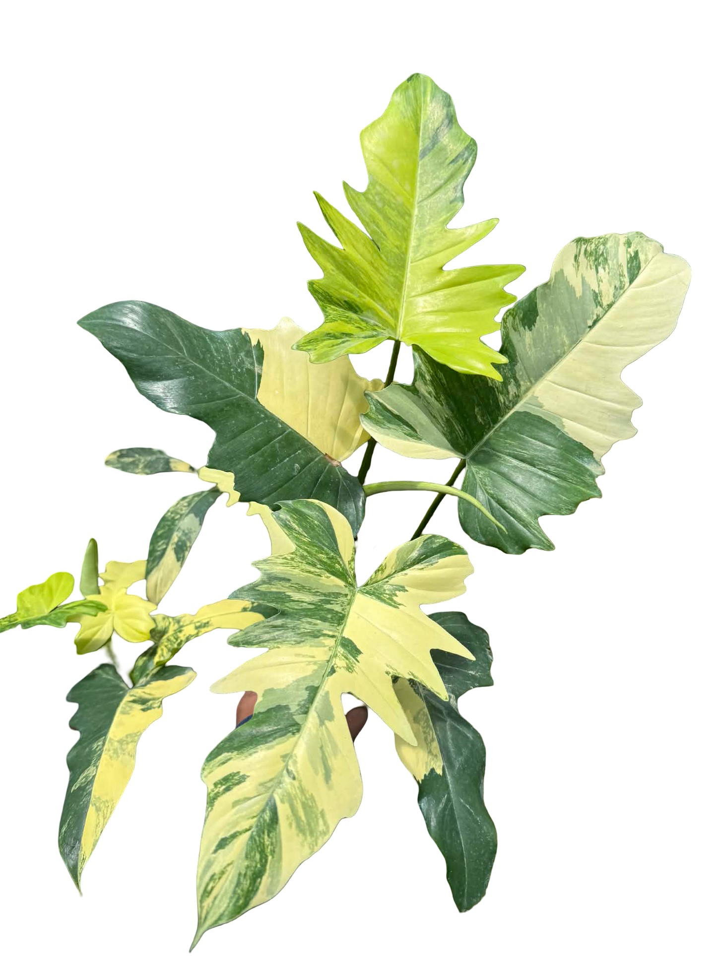 Philodendron Florida Beauty x Mayoi Variegated Set of 10 Plants
