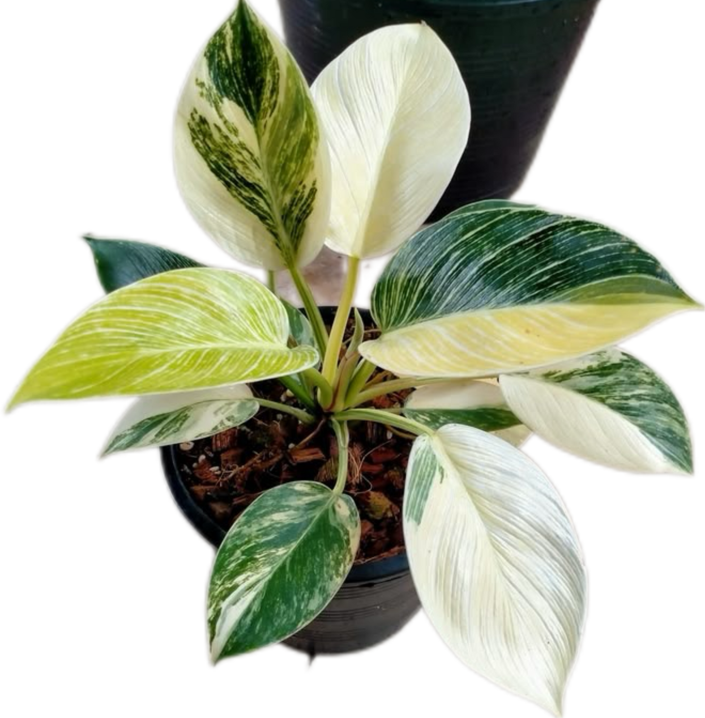 Philodendron Birkin Aurea Variegata