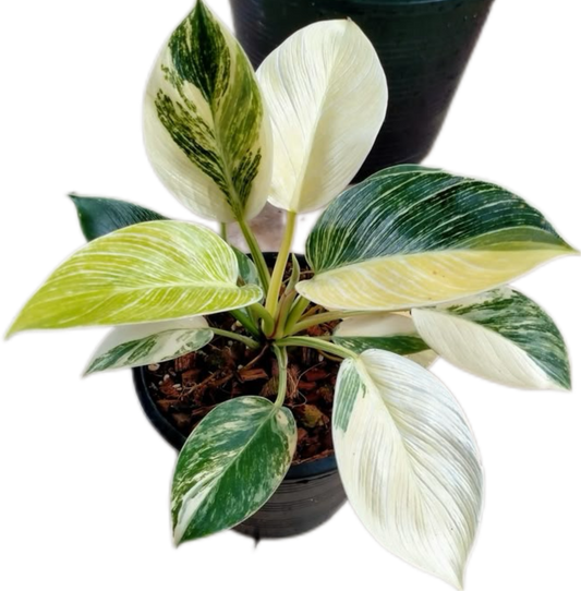 Philodendron Birkin Aurea Variegata
