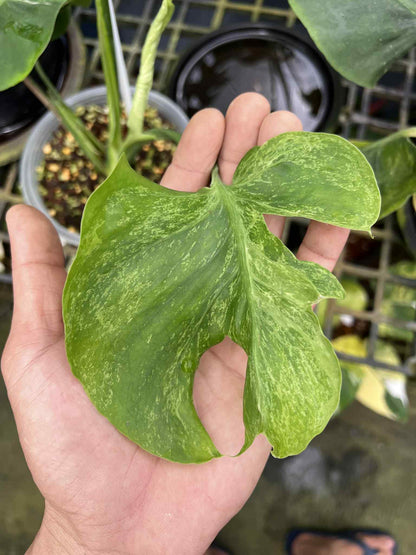 Monstera Deliciosa “Green Coral” — Actual Plant (Rare)