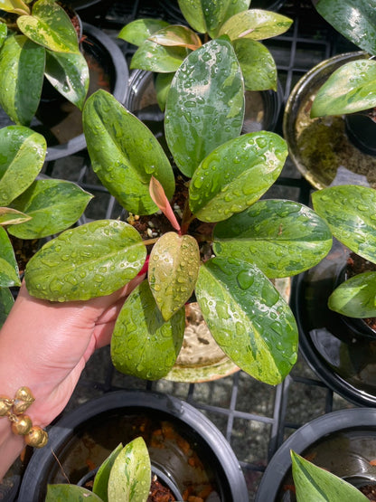 Philodendron Congo Dwarf Variegated