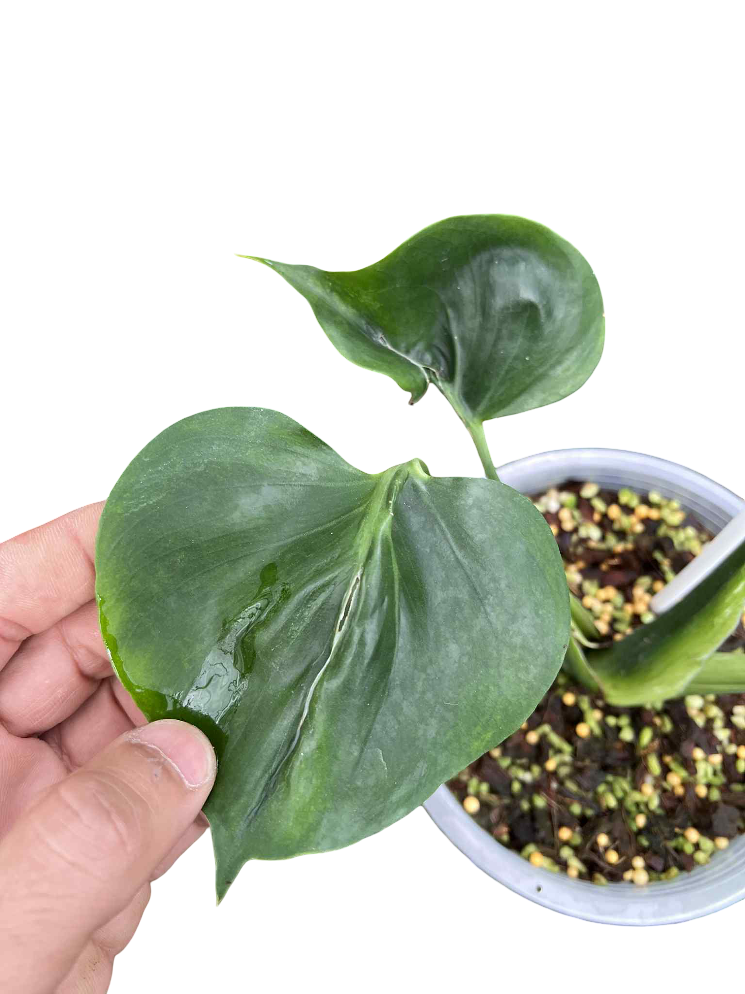 Monstera Deliciosa “Green Coral” — Actual Plant (Rare)