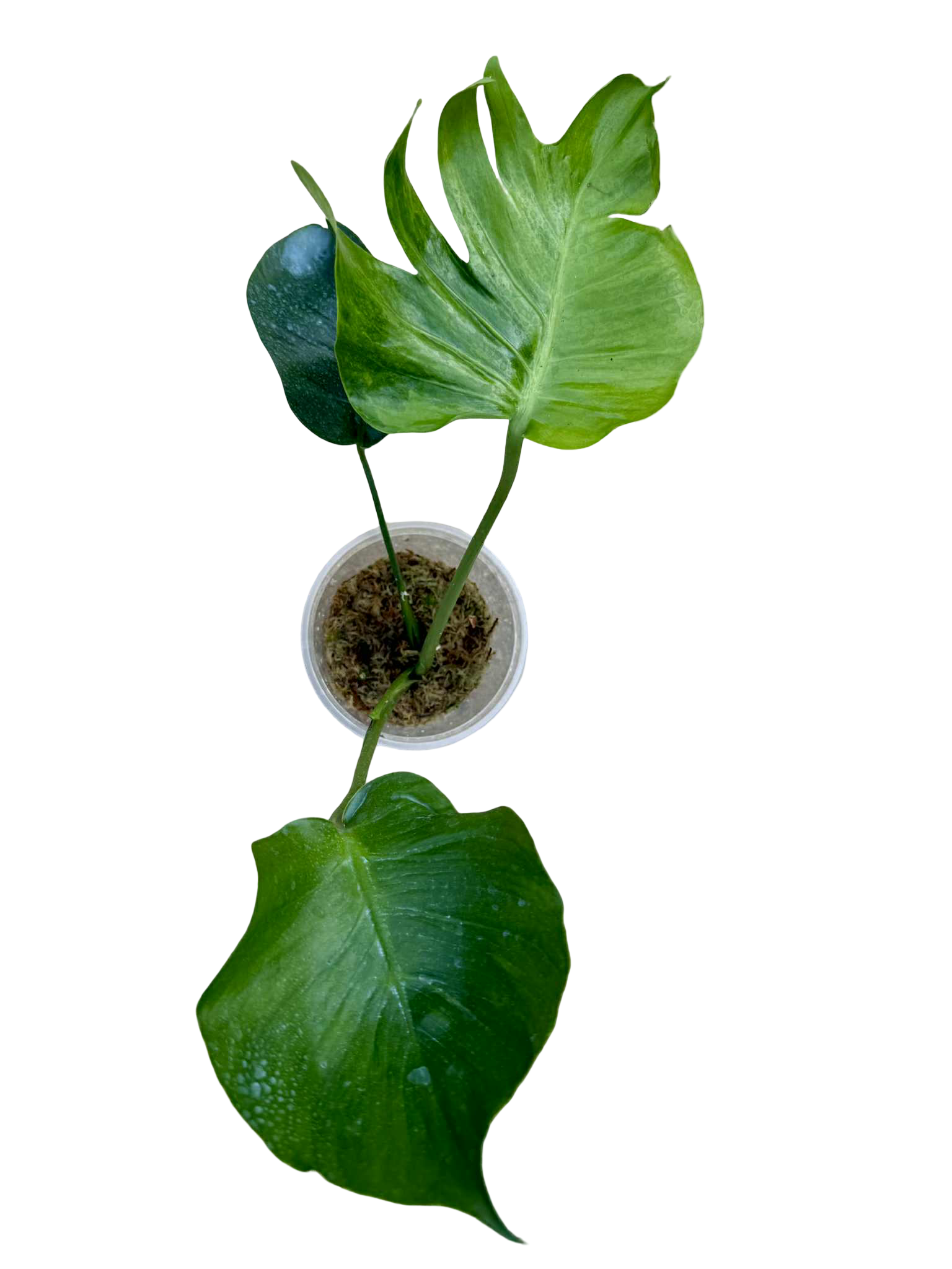 Monstera Deliciosa NOID- Actual Plant