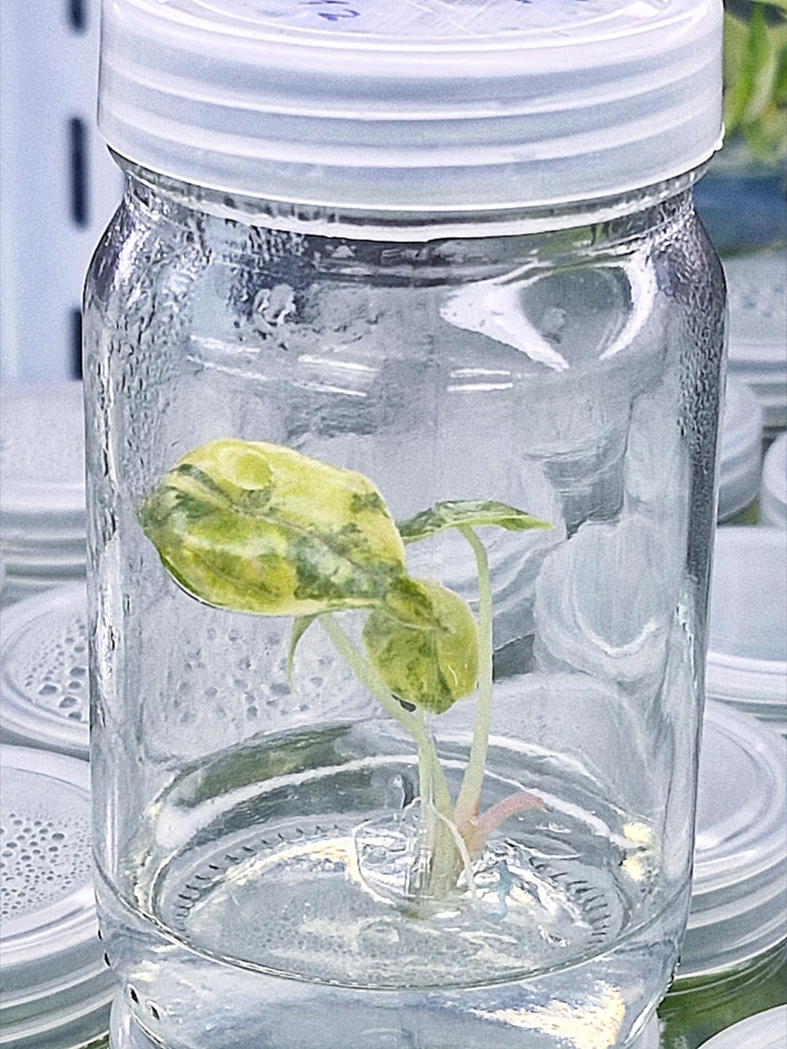 Alocasia Azlanii Aurea Variegated – Tissue Culture (Wholesale)
